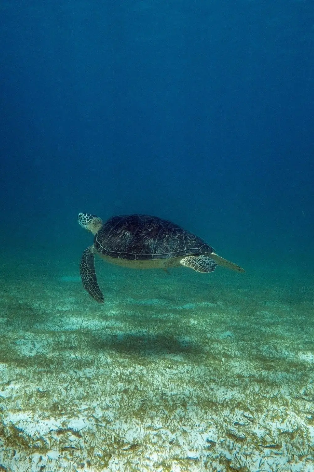 Turtle Monitoring Program