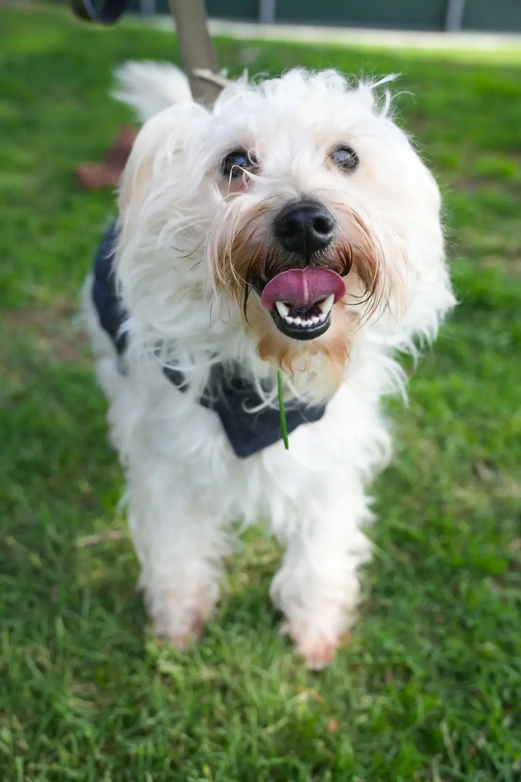 Love Dogs? Foster & Save a Life!