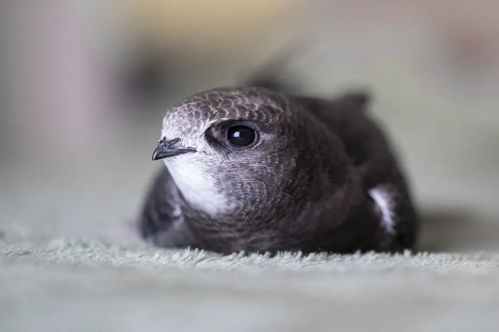 RSPB NI Swifts Surveyor