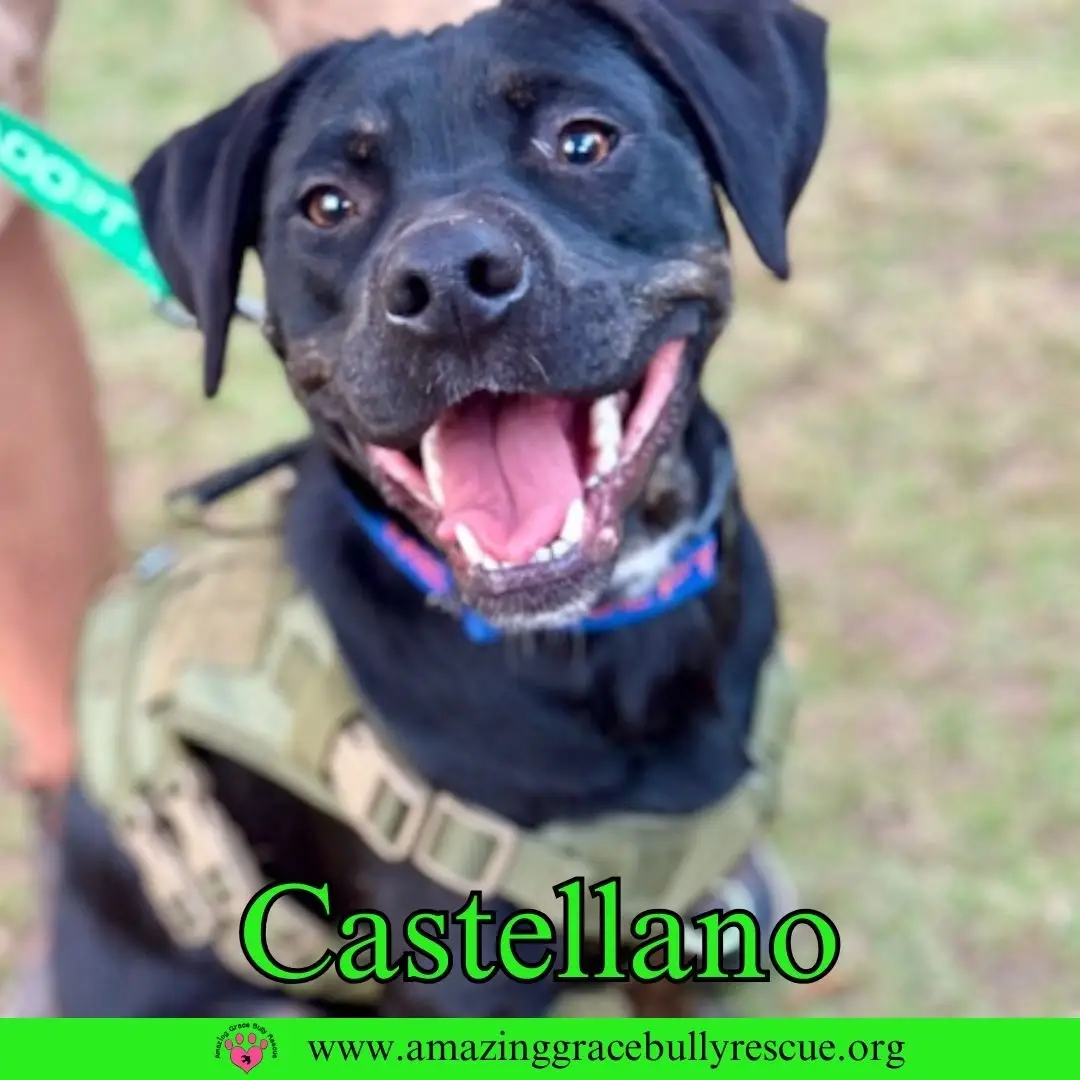 Dog Foster