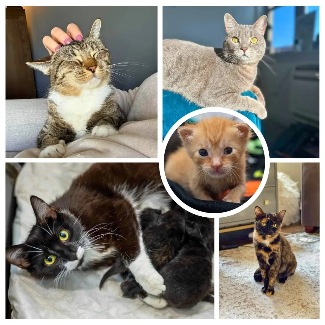 Animal Rescue Volunteer