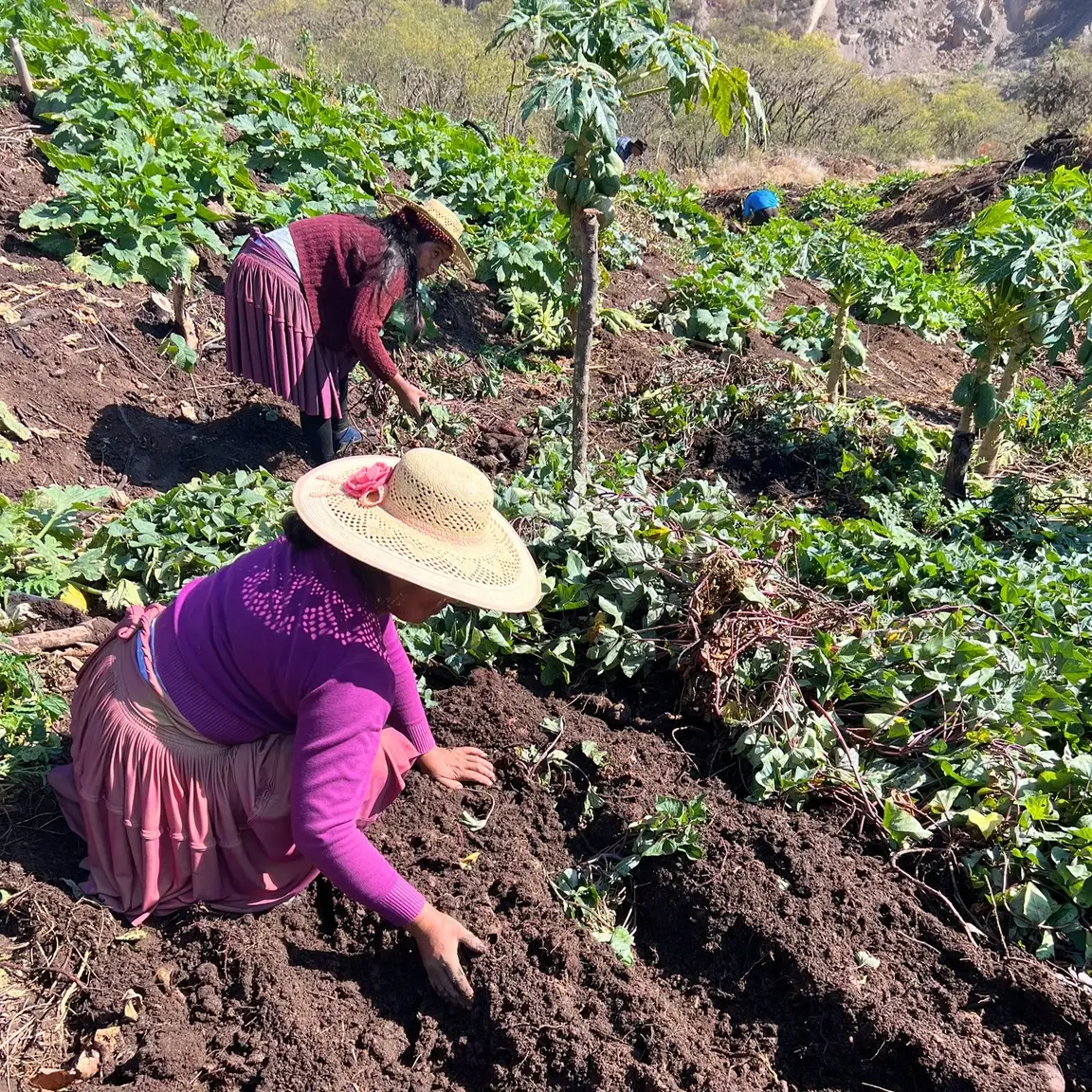 Mujeres en el campo