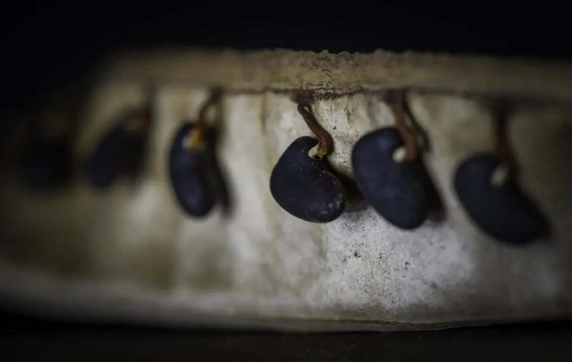 Sementes germinando