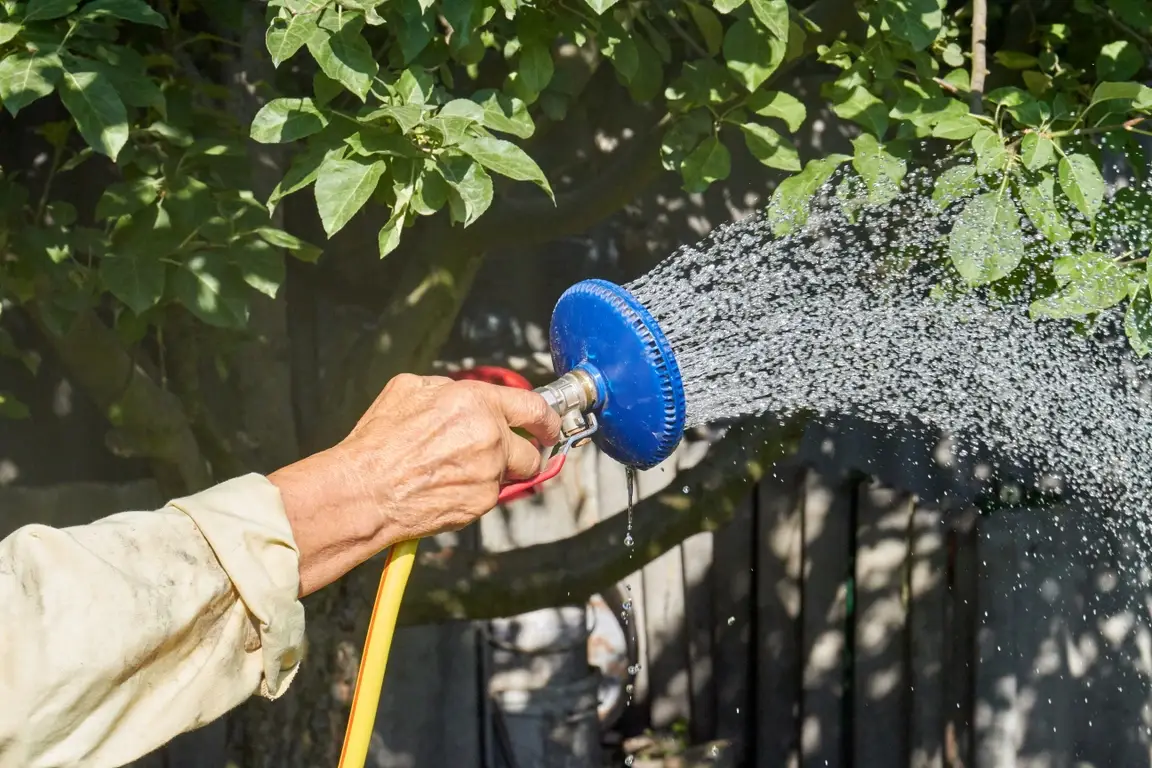 A woman waters a tree bed with a blue hose.