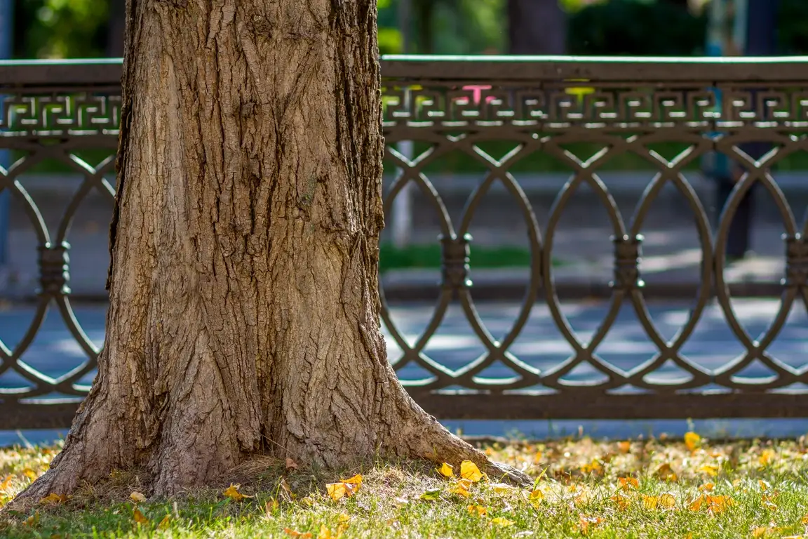 A city tree with a metal tree guard around its base.