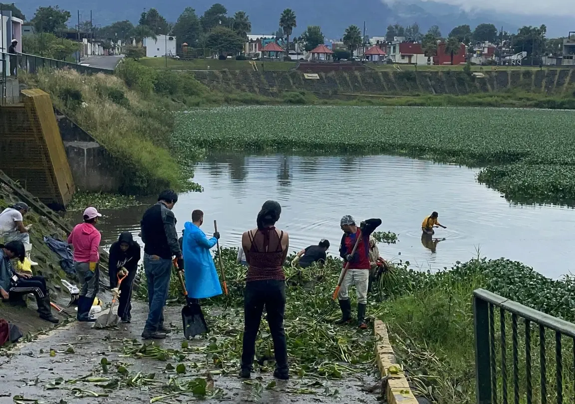 Personas retiran lirio en una laguna