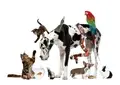 Pet University 501c3 Non Profit Charity Organization