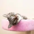 Program Director - Cat Rescue