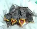 Wildlife Care Association Volunteer