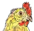 Legal Impact for Chickens