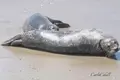 Carpinteria Seal Watch
