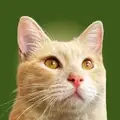 Voluntario/a de Contenido y Redes Sociales