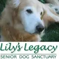 Senior Dog Foster