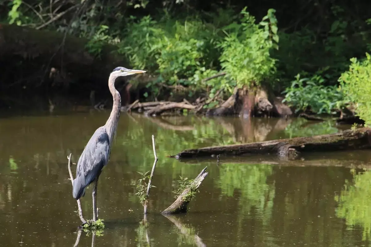 Best Birding in the Boston Burbs at Wildlife Refuge, MA