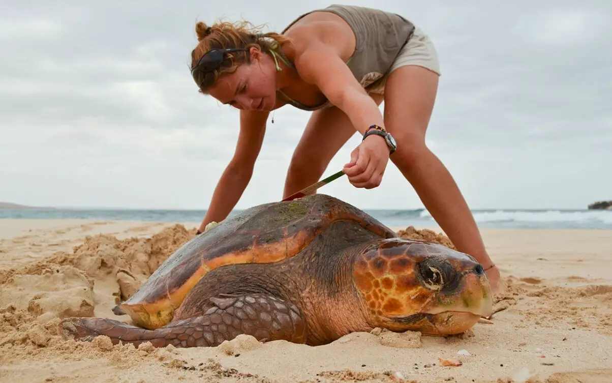 Volunteer in Sea Turtle Conservation