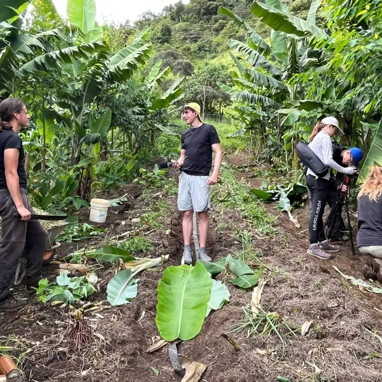 SHORT-TERM VOLUNTEERING ON A BRAZILIAN ECO FARM
