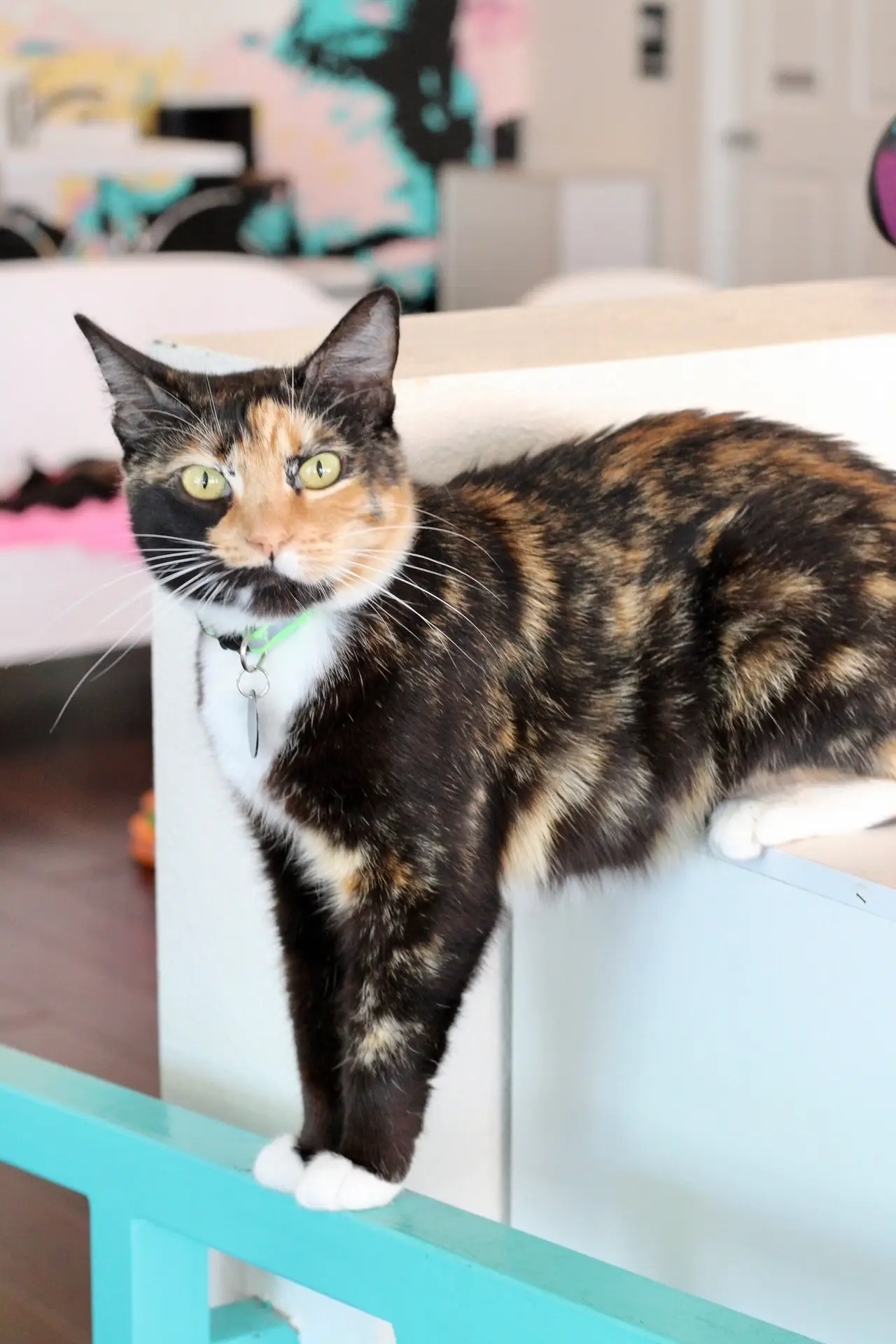 Social Media Assistance for Cat Lounge in Long Beach, CA