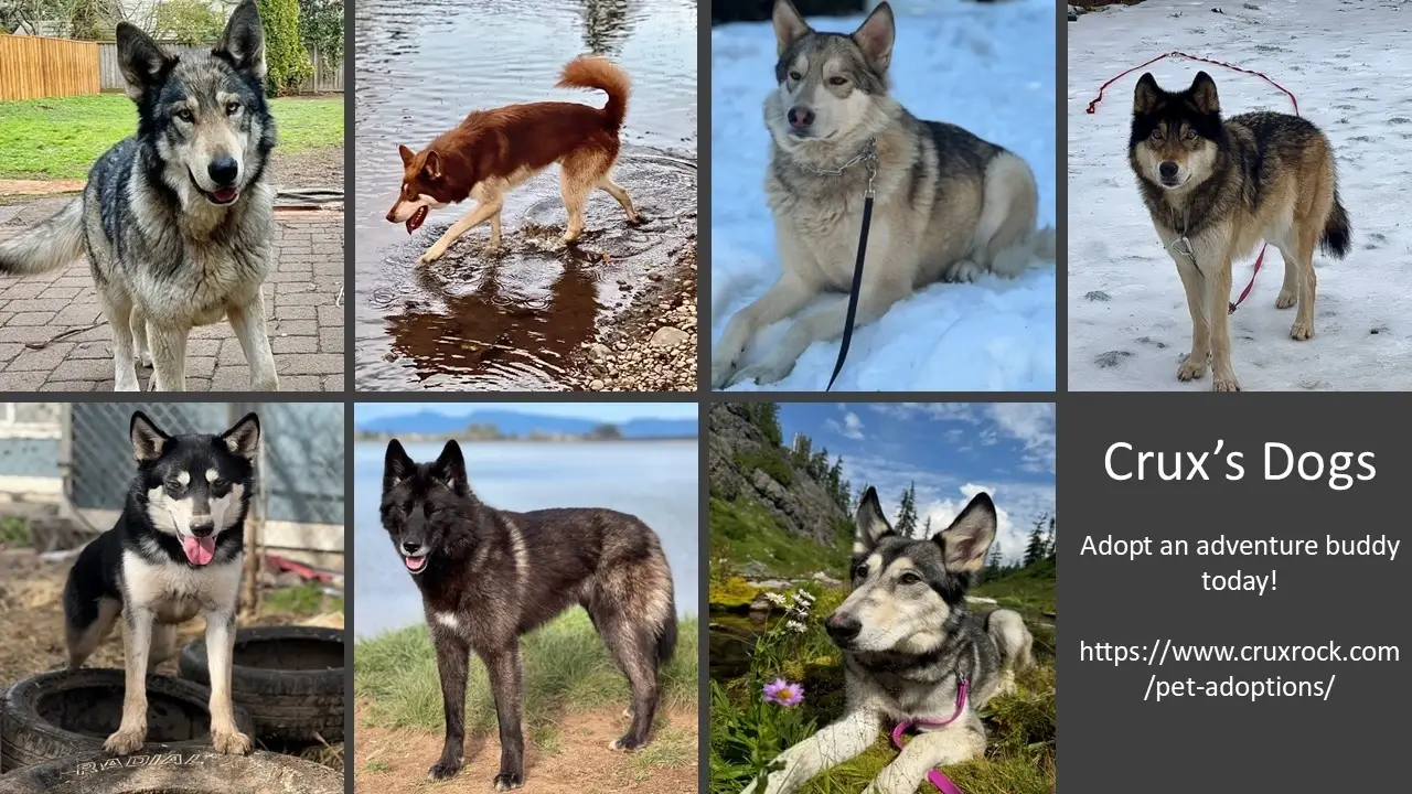 Dog Walker / Socializer