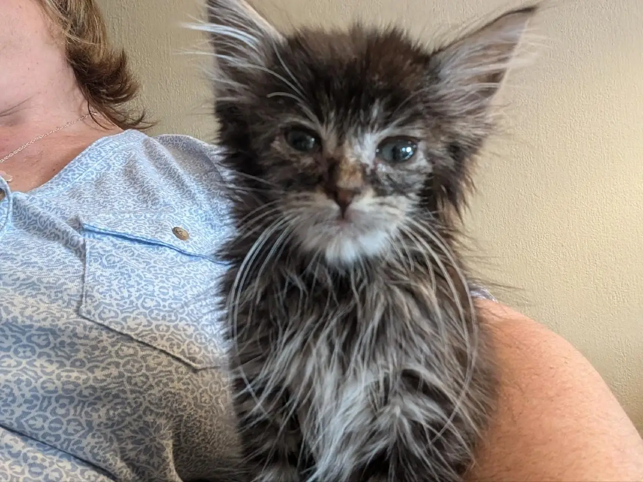 Pet Foster Coordinator