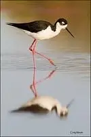 Volunteer at Saturday Birdwalks, Gilbert Riparian