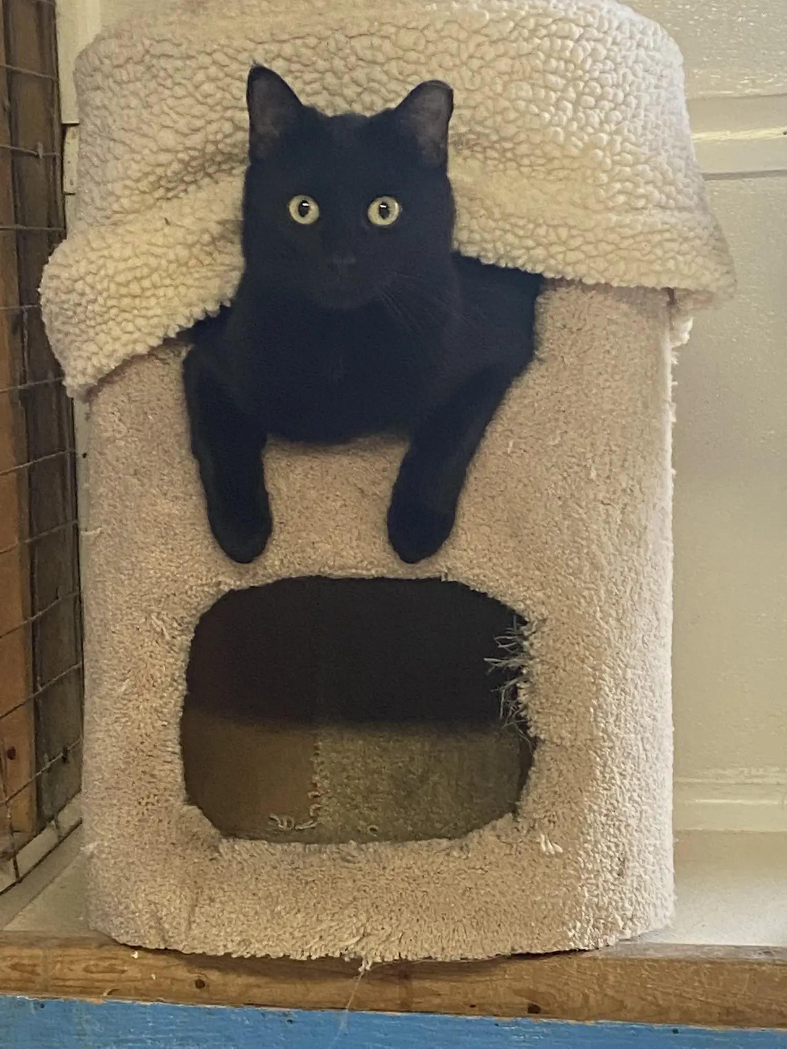 Cat volunteers needed in Manchester, MI
