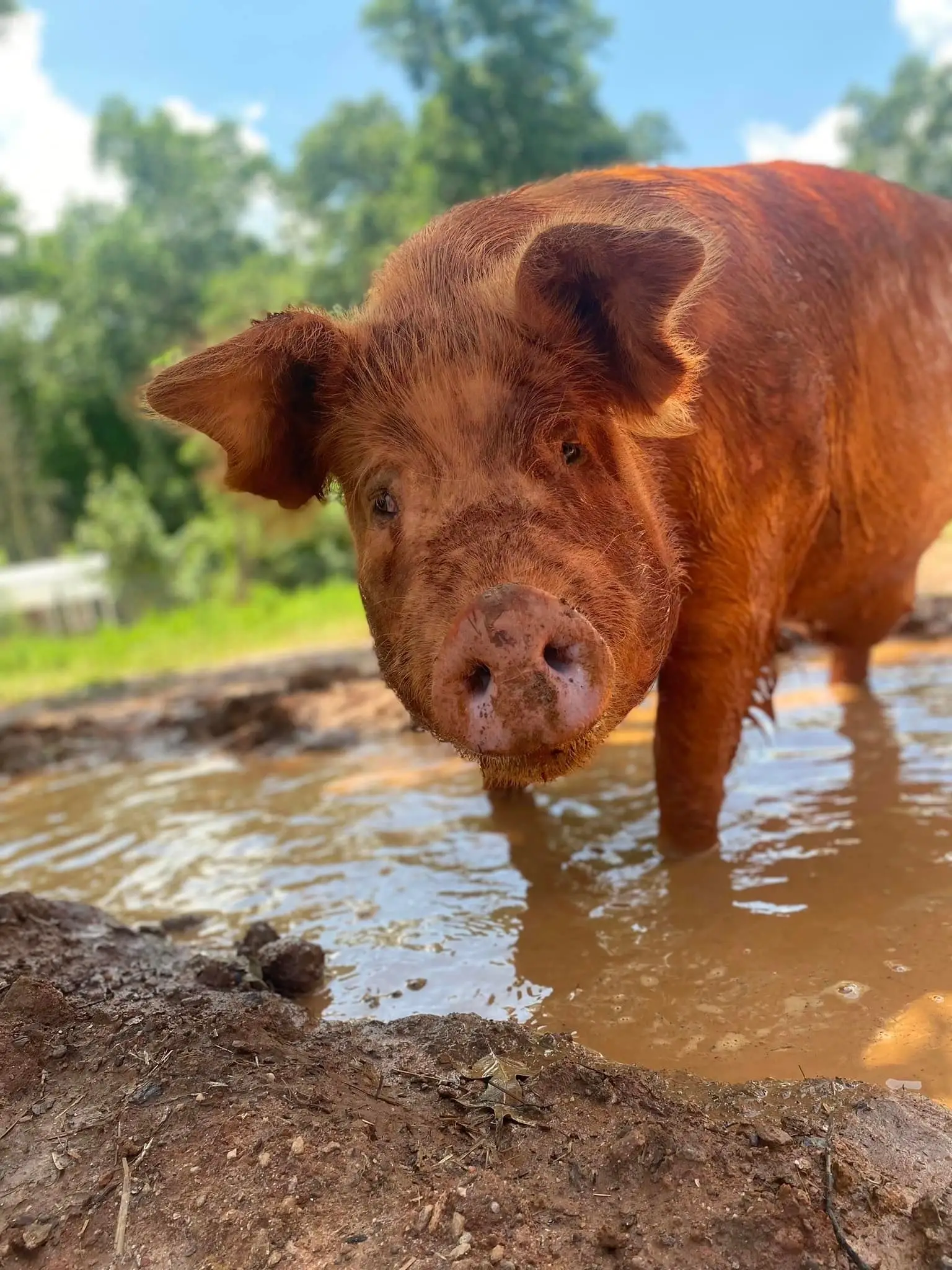 Summer Saturdays 10AM - 2PM Volunteer Work Days at Outsiders Farm & Sanctuary