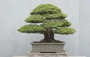 Logo of National Bonsai Foundation