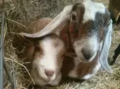 Logo of The Haven at Skanda