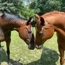 Logo of New England Equine Rescue - North, Inc