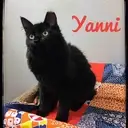 Logo de WHISKER WARRIORS ANIMAL DEFENSE FUND