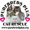 Logo de Purebreds Plus Cat Rescue