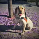 Logo of Transportation Security Administration