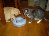 Logo of Minnesota Spay/Neuter Project