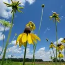 Logo de Southeast Michigan Land Conservancy