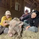 Logo of Woodstock Farm Sanctuary