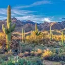 Logo of COALITION FOR SONORAN DESERT PROTECTION