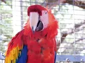 Logo of Ziggy's Haven Parrot Sanctuary