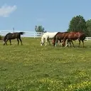 Logo of Therapeutic and Recreational Riding Center