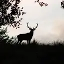 Logo of DIAKRON INSTITUTE INC