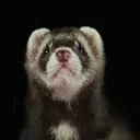 Logo of FERRETS ANONYMOUS