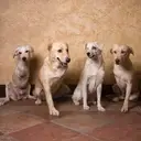 Logo of GOOD WORLD ANIMAL RESCUE AND PROTECTION INC