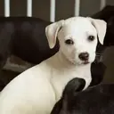 Logo de STRAY PAWS RESCUE