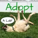 Logo of LUS LABS LABRADOR RETRIEVER RESCUE INC