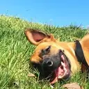 Logo de Survivor's Best Friend