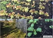 Logo of Park Heights Community Health Alliance, Inc.