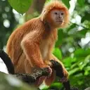 Logo of Profauna Indonesia