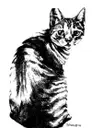 Logo of FERAL CAT COALITION