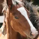 Logo of Canham Farm Horse Rescue Inc.