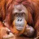 Logo de ZooTampa at Lowry Park