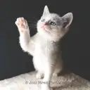 Logo of ROBINS NEST OF INDY INC